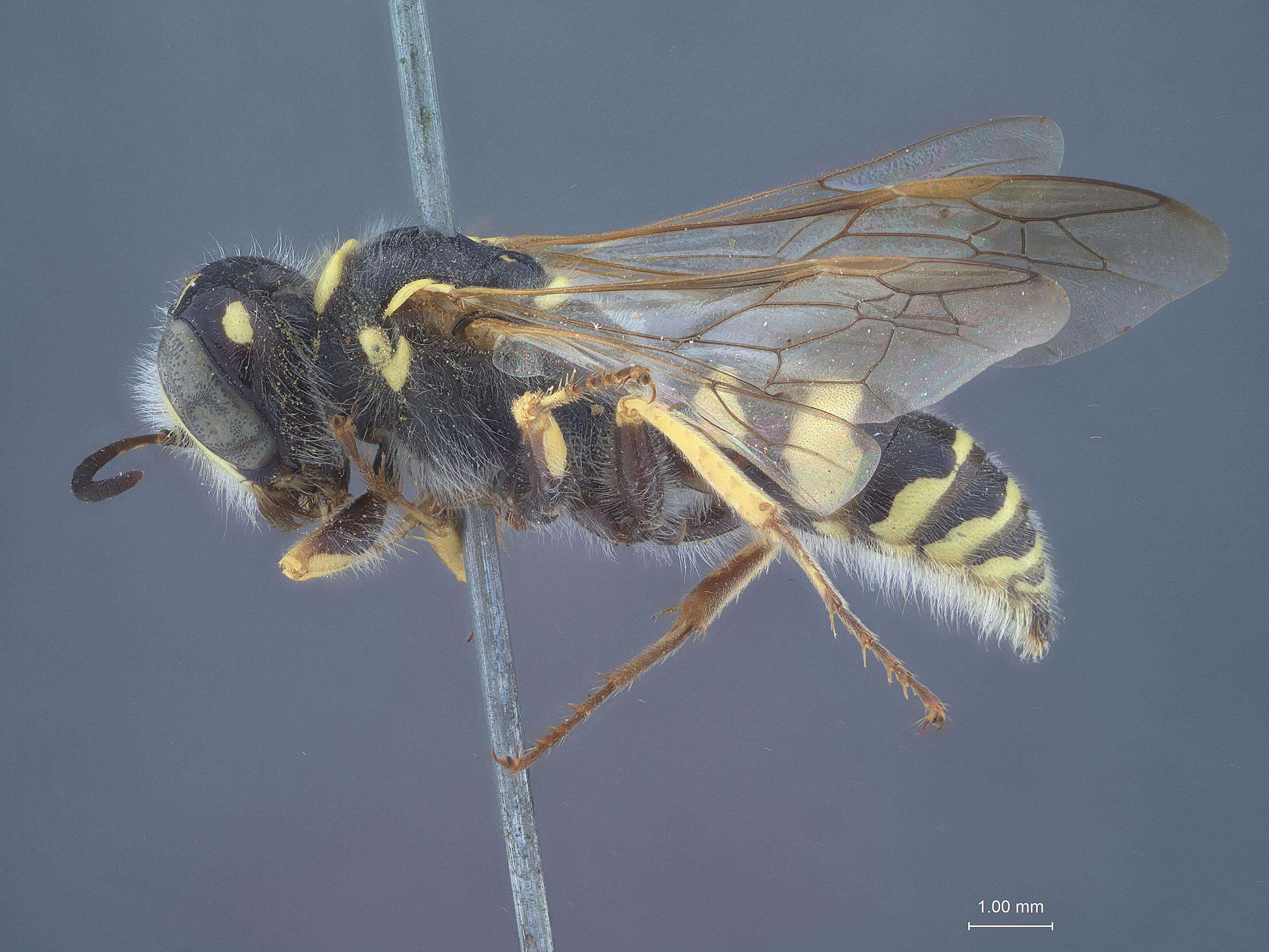 Image of beewolves