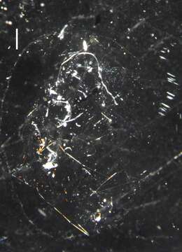 Image of hydrozoans