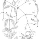 Image of island schiedea