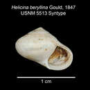 Image of Helicina Lamarck 1799