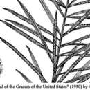 Image of Horse-Tail Crown Grass