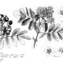 Image of Sorbus sitchensis var. grayi (Wenzig) C. L. Hitchc.
