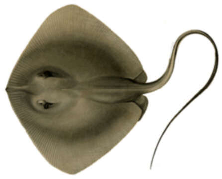 Image of Bathytoshia