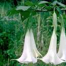 Image of White angel's trumpet