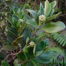 Image of yellowshrub