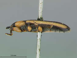 Image of Long-horned and Leaf Beetles