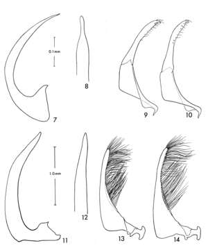 Image of Tepuidessus