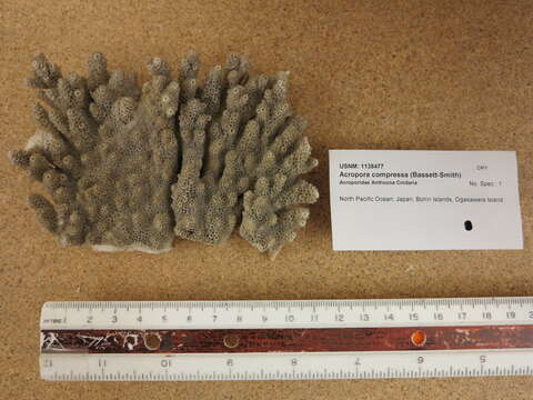 Image of staghorn corals