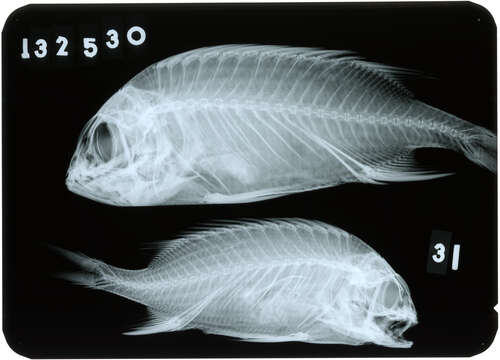 Image of Hybognathus