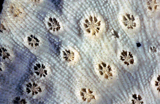 Image of stony corals