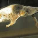 Image of Derby's Flying Squirrel
