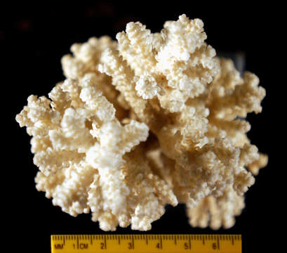 Image of staghorn corals