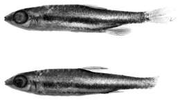 Image of Lebiasinidae