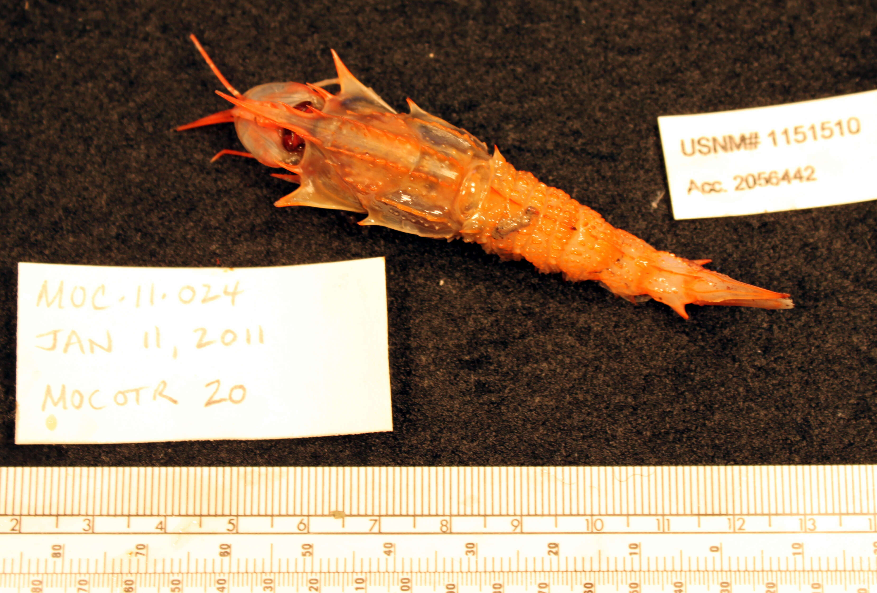 Image of armored shrimps