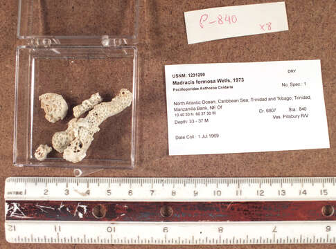 Image of Pocilloporidae Gray 1840