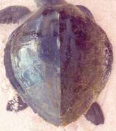 Image of turtles