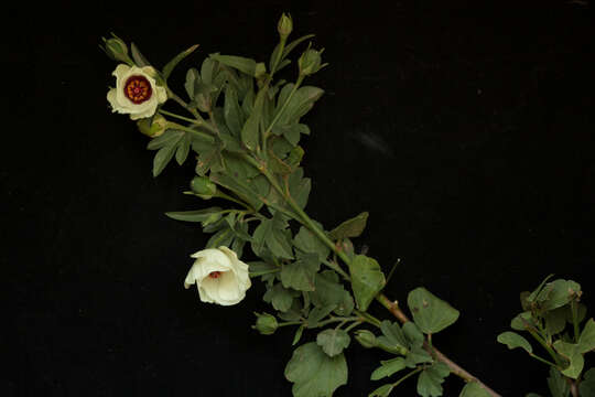 Image of flymallow