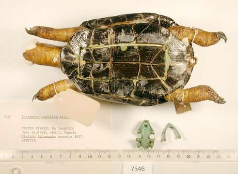 Image of Mexican box turtle