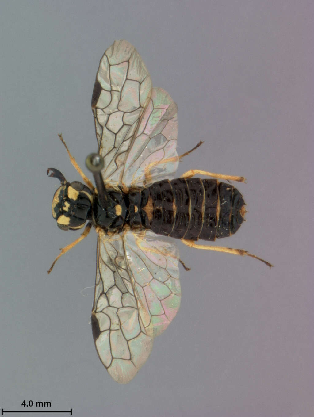 Image of leaf-rolling sawflies