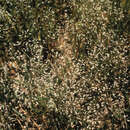 Image of Annual silver hairgrass