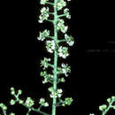 Image of Slender Bunchflower