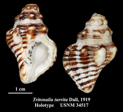 Image of Muricoidea Rafinesque 1815