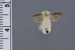 Image of twirler moths