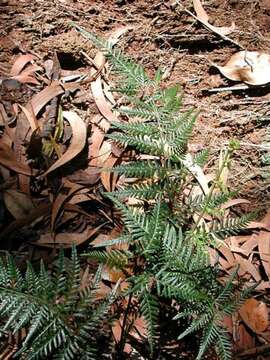Image of maidenhairs and shoelace ferns
