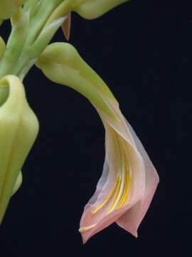 Image of Monocots