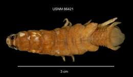 Image of isopods