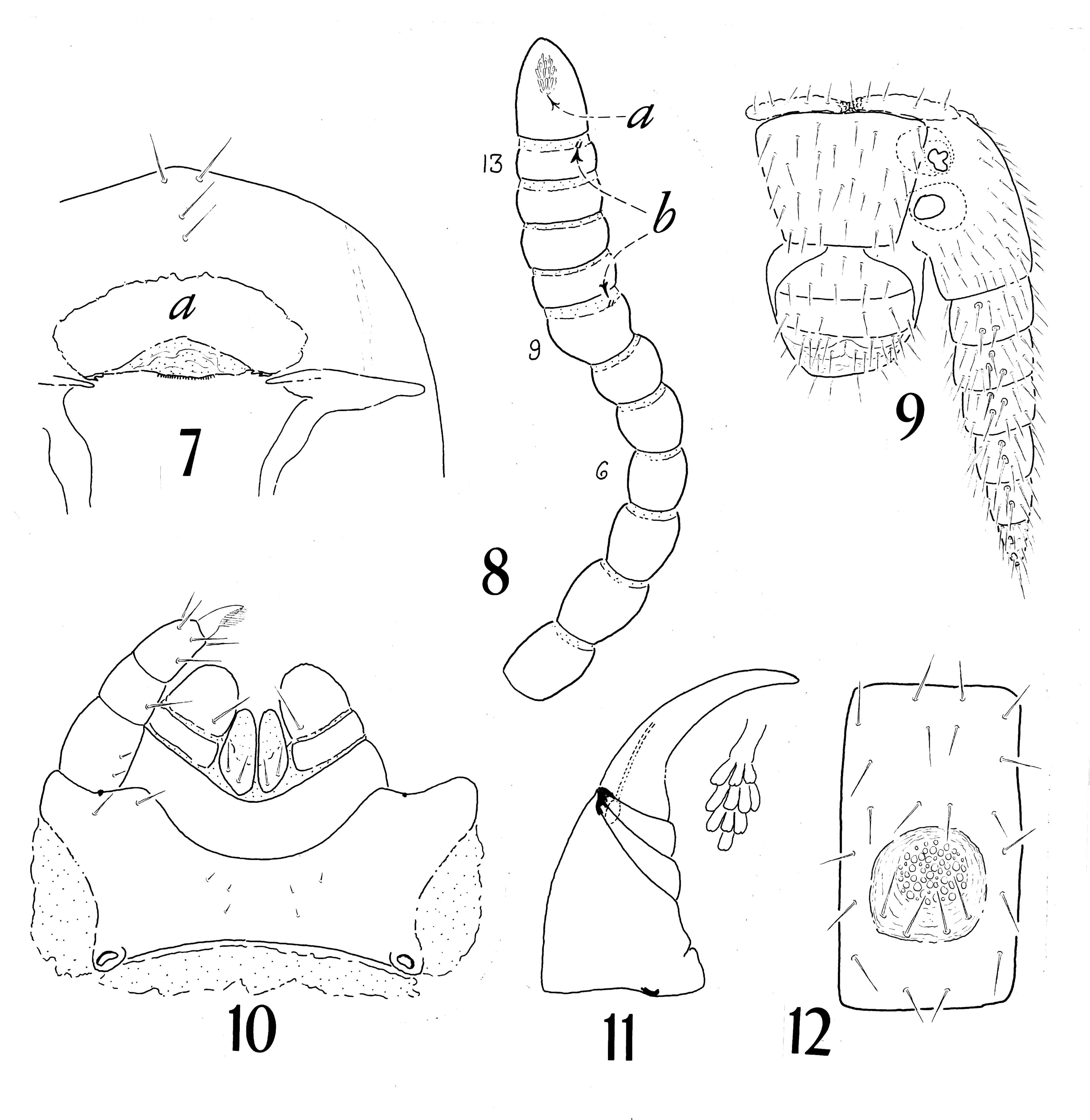 Image of myriapods