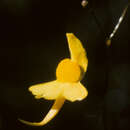 Image of Utricularia flaccida A. DC.