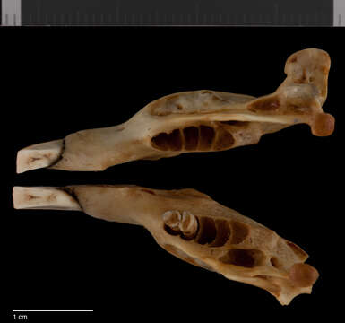 Image of therapsid