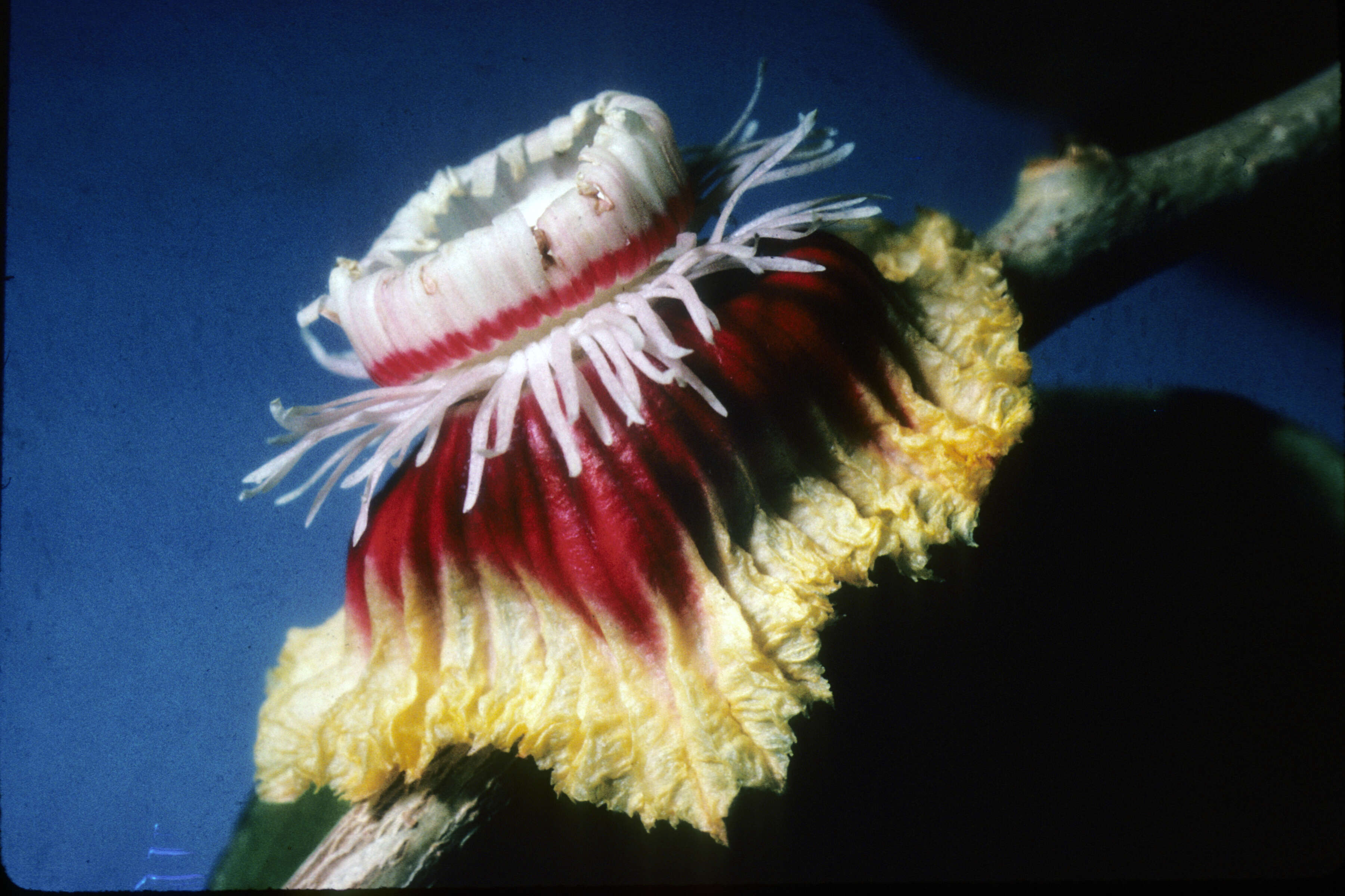 Image of Napoleonaea