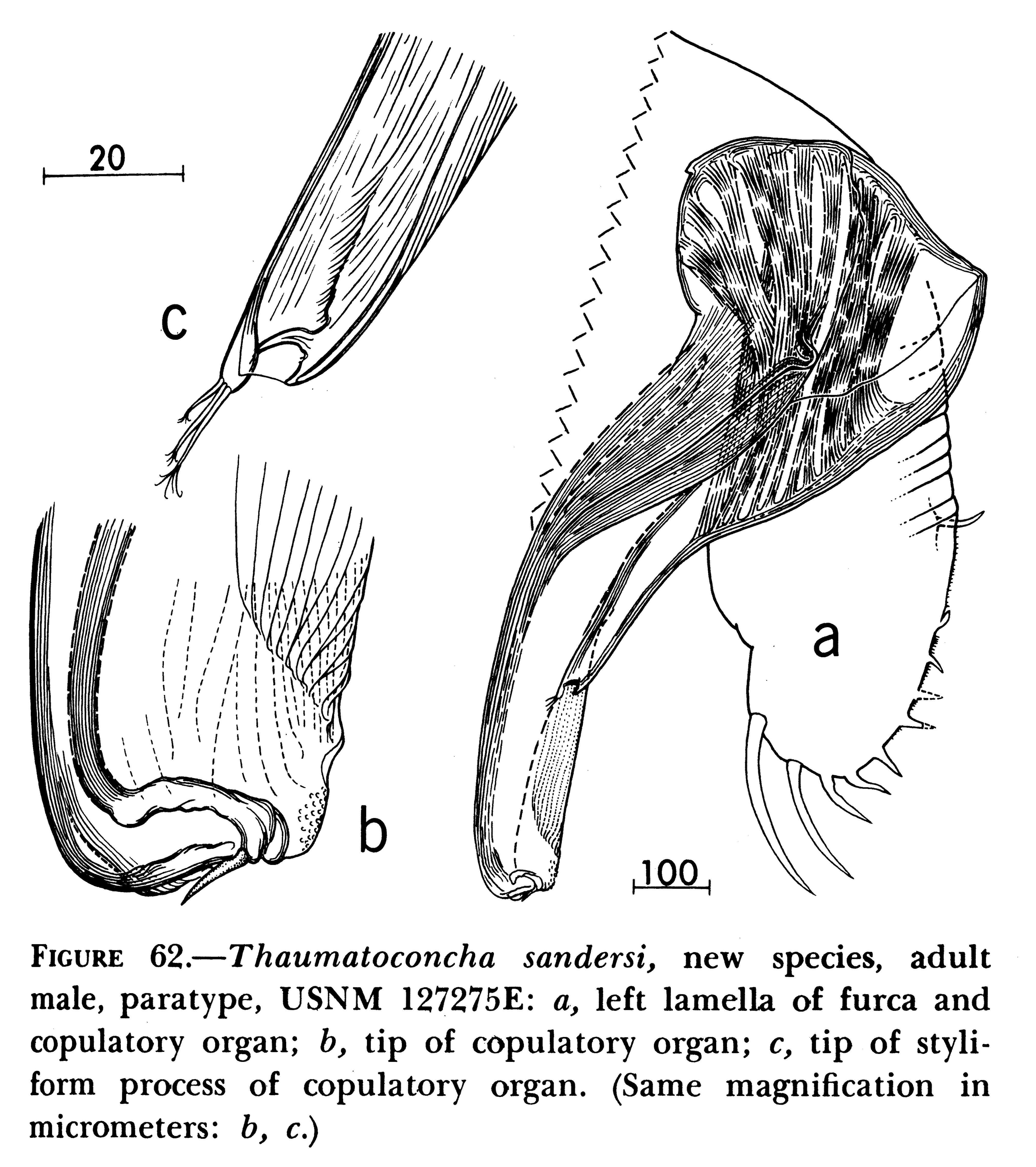 Image of Thaumatocypridoidea Müller 1906