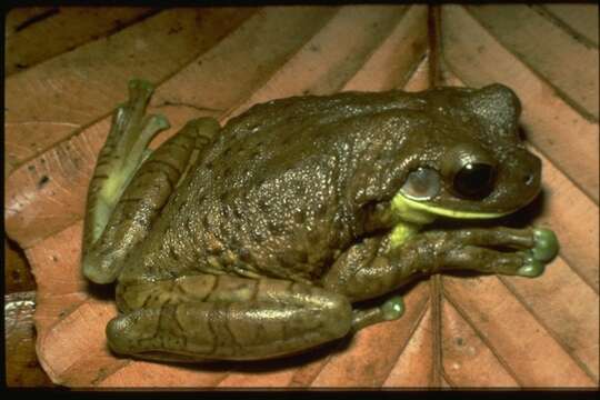 Image of amphibians