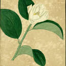Image of Puerto Rico magnolia