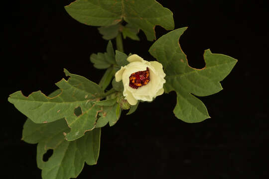 Image of flymallow