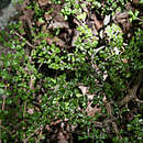 Image of Malpighia coccigera subsp. coccigera