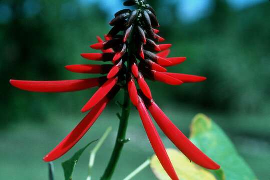 Image of Coral Tree