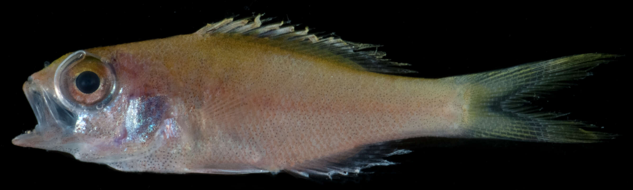 Image of slopefishes