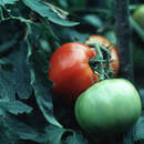 20 graines Johnsons picturale Pack-légumes-Courgette tous vert Bush 