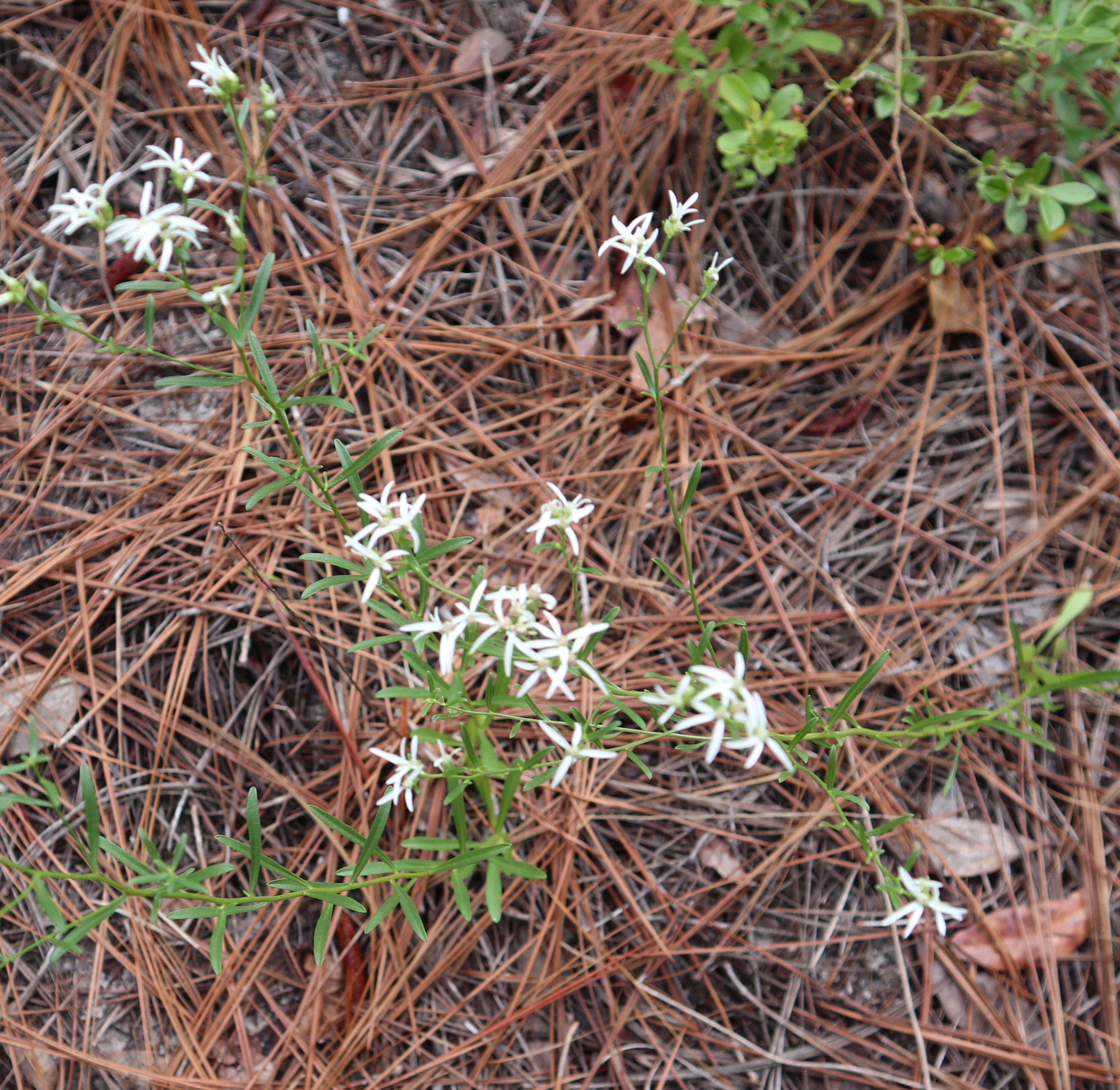 Image of whitetop aster