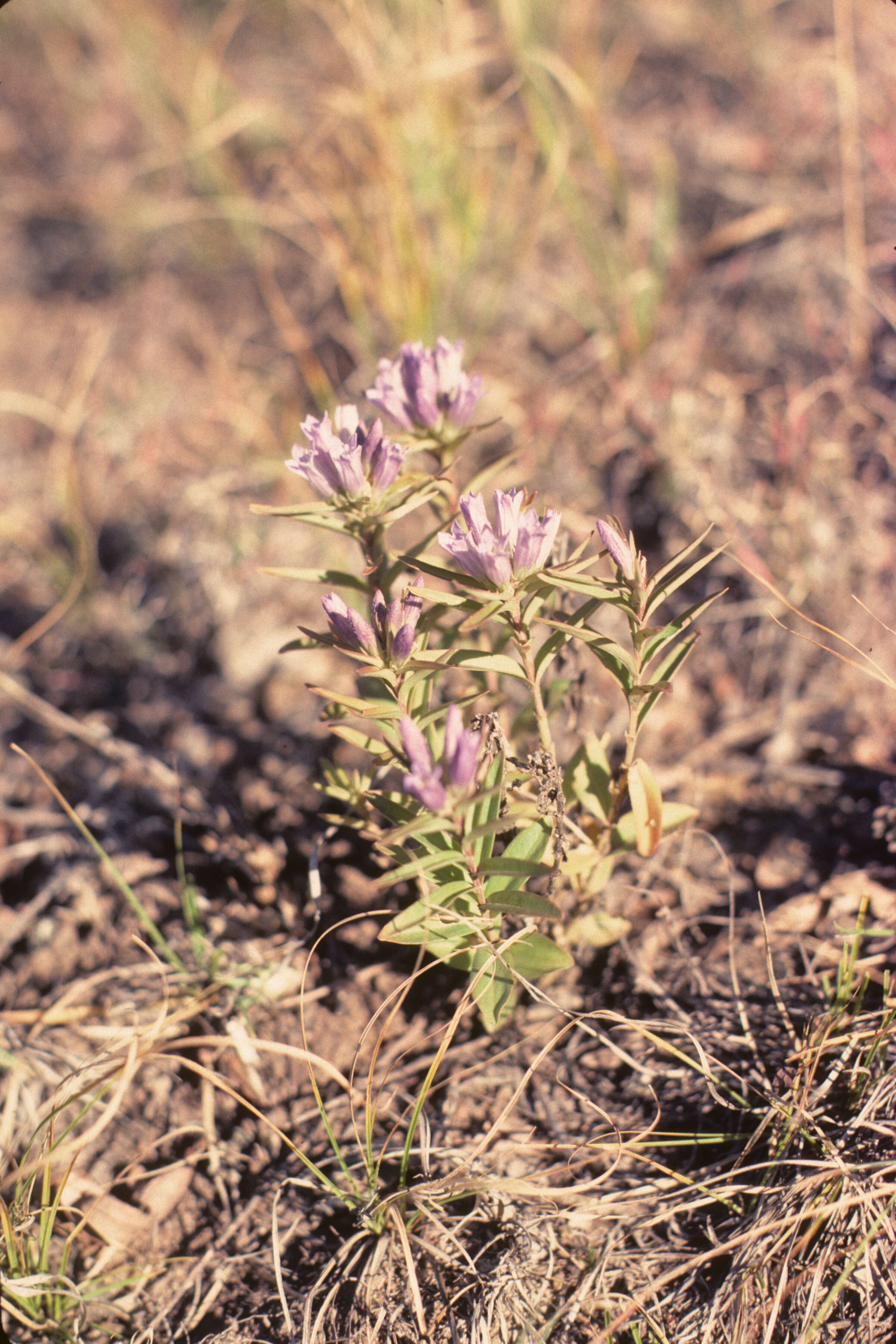 Gentianella amarella (rights holder: )