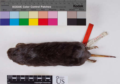 Image of Michoacan pocket gopher
