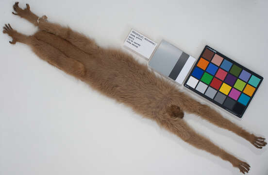 Image of woolly spider monkey