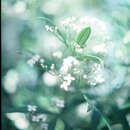 Image of Zieria arborescens Sims