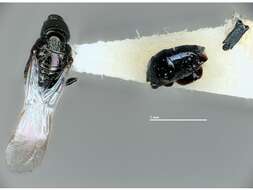 Image of pteromalids