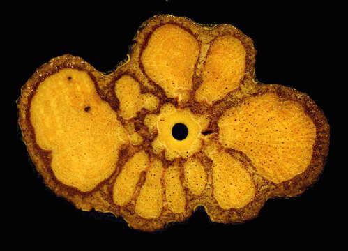 Image of Mascagnia