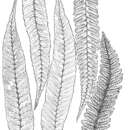 Image of Polybotrya glandulosa Mett. ex Kuhn